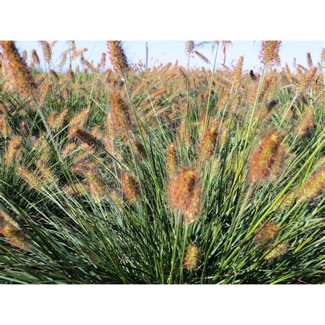 Pennisetum alopecuroides 'Hameln' - Shrubs - Plant Type | Planting ...