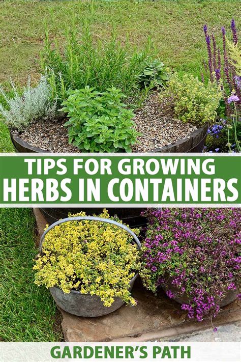 How to Grow Herbs in Containers | Gardener's Path