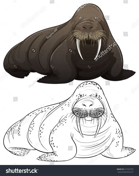 1,049 Walrus Outline Images, Stock Photos & Vectors | Shutterstock