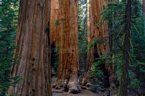 Sequoia Trees in Kings Canyon National Pak Stock Image - Image of canyon, plant: 258339115