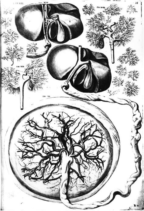 File:Placenta drawing 1600.jpg - Embryology