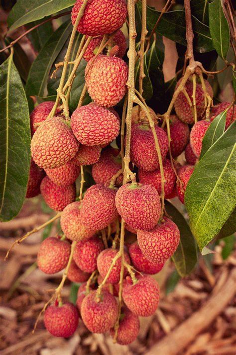 How Long Does Lychee Last? - Pantry Tips