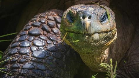 Unique Galapagos Islands Animals in Photos | The Planet D