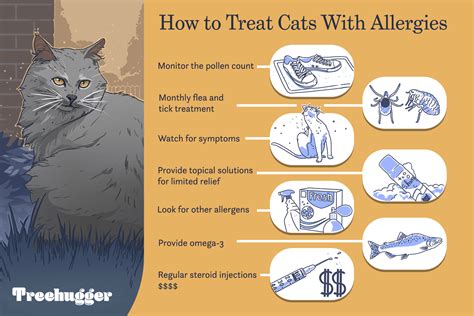 How to Treat Cats With Allergies