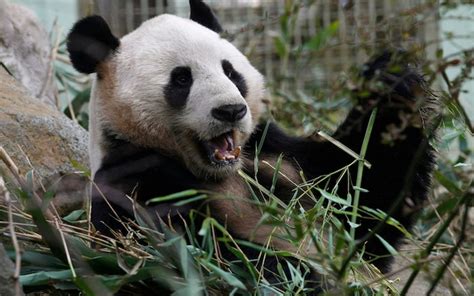 Panda-gate row at Edinburgh Zoo as keeper's narrow escape leaves staff ...