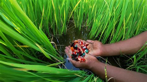 Amazing Founding| Found a lot of Betta Fish, Halfmoon, Galaxy Koi Fish in Rice Field By Hunter ...