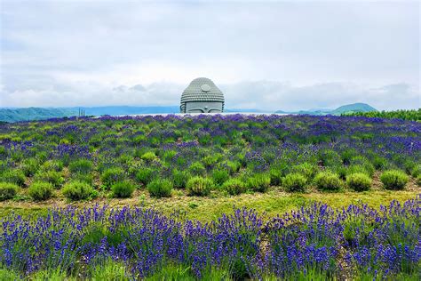 [Hokkaido] Sapporo City, Hitsujigaoka Observation Deck, & Hill of the Buddha Tour and JR East ...