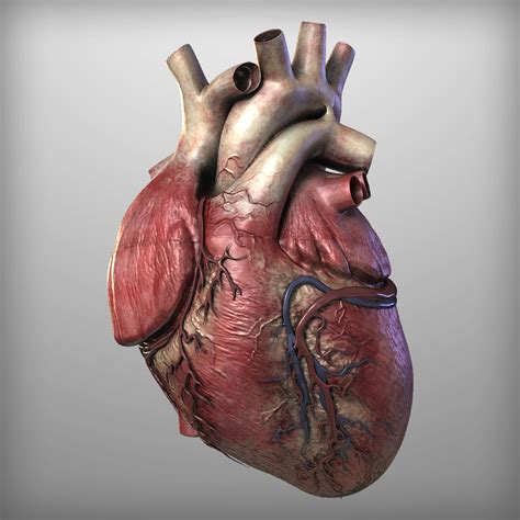 Real Human Heart - Cliparts.co