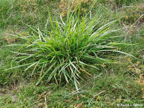 Purdue Turf Tips: Weed of the month for March 2015 is Tall Fescue