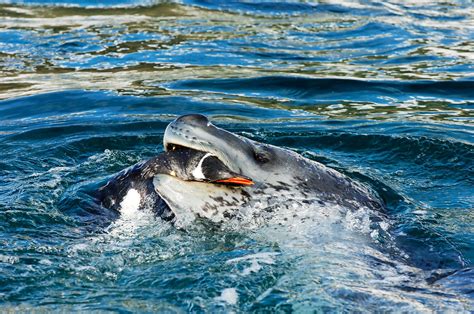 Antarctic Leopard Seals