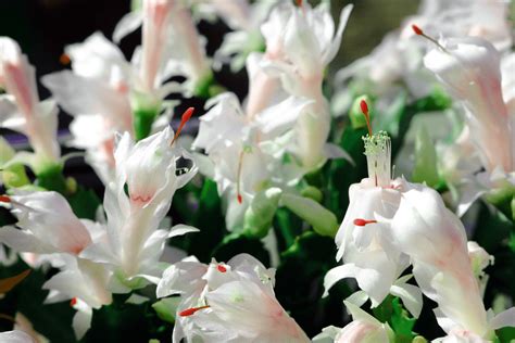 White Christmas Cactus Plant Care Guide - Paisley Plants