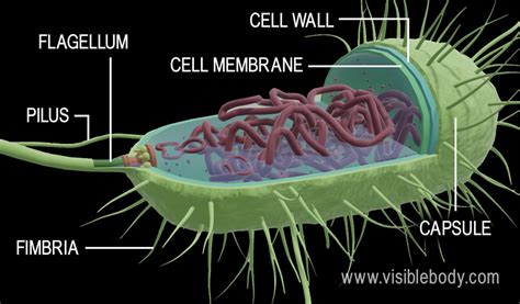 Prokaryotic Cells