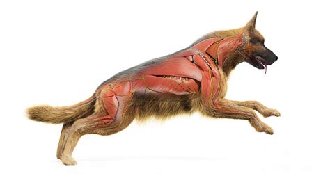 Dog Muscular System Photograph by Sebastian Kaulitzki/science Photo Library - Fine Art America