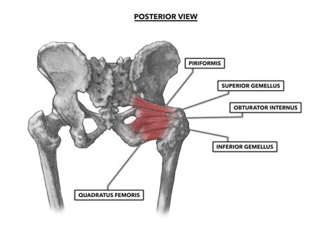 CrossFit | Hip Musculature, Part 1: Anterior Muscles