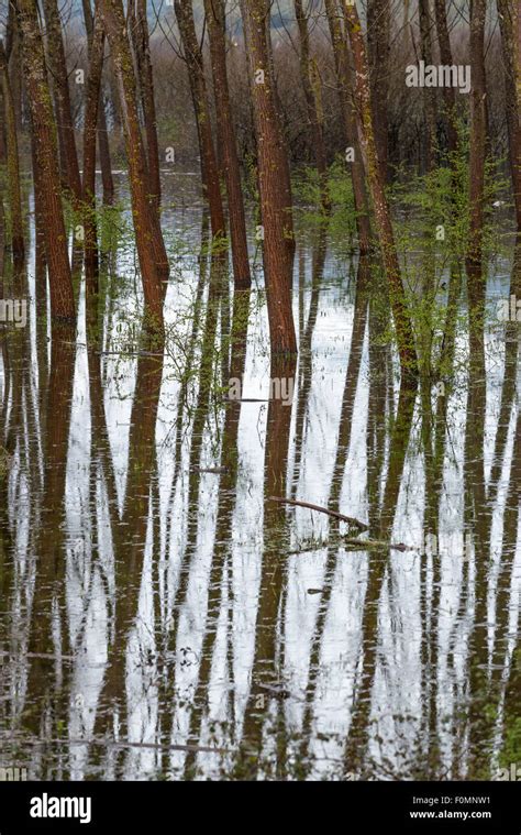 Flooded trees on the Achelous River in Aetolia-Acarnania, Western, Greece Stock Photo - Alamy