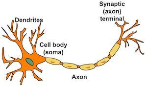 Dendrite | Definition, Function & Dysfunction - Video & Lesson Transcript | Study.com