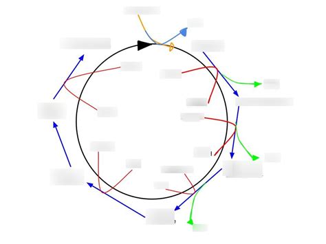 Krebs Cycle Diagram | Quizlet
