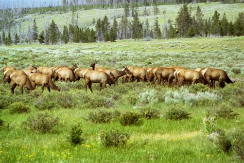 Elk Herd in Yellowstone by BeachGirlNikita on DeviantArt