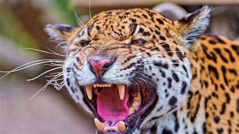 Angry Jaguar Wallpapers - Top Free Angry Jaguar Backgrounds - WallpaperAccess