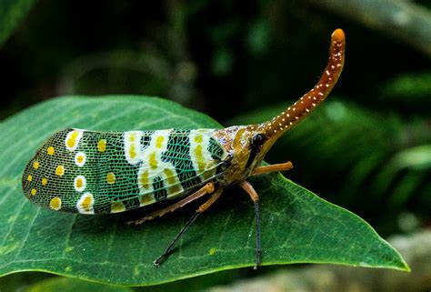 Free Images : nature, leaf, wildlife, green, red, insect, botany, colorful, fauna, invertebrate ...