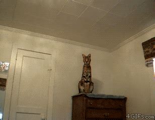 chat ocelot felin bondir sauter Image, animated GIF