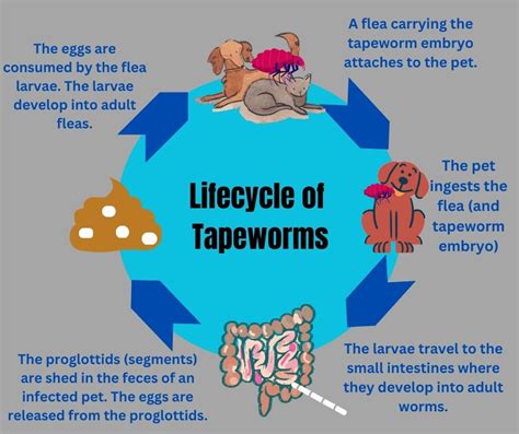 Cut Through the Red Tape(worms) | Ottawa Animal Hospital East in ...