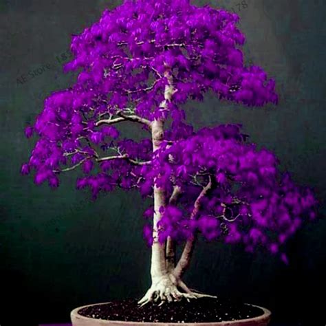 Japanese Purple Ghost Maple Tree Bonsai Flores Acer Palmatum Garden ...