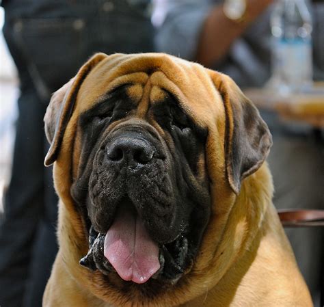 Anteo...English Mastiff - a photo on Flickriver