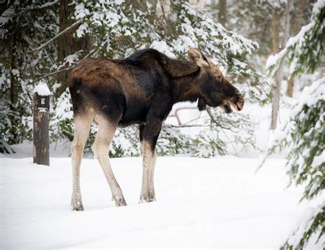 Windy Lake moose transported to Muskoka wildlife centre | Sudbury Star