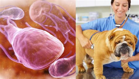 How Do You Treat Giardia In Puppies