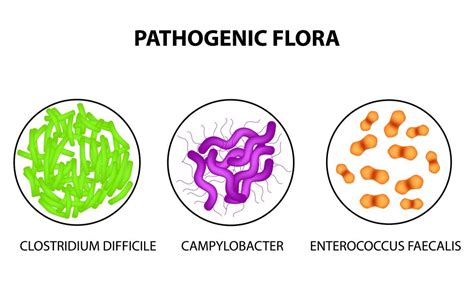 Enterococcus Faecalis Infection | STD.GOV Blog