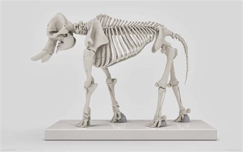 Elephant Skeleton