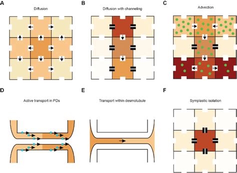 Potential modes of auxin transport across PD. (A-F) various proven, or... | Download Scientific ...