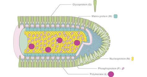 Rabies Virus Overview: Structure, Transmission, Pathogenesis, Symptoms ...