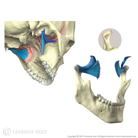 Medial Pterygoid Muscle