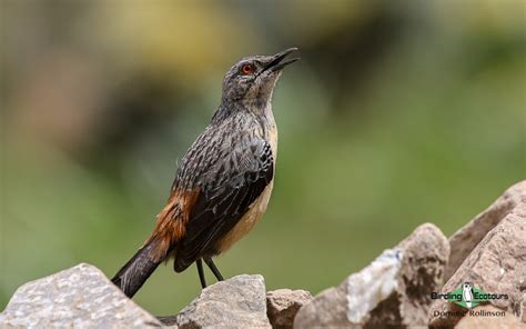 The Endemic Birds of South Africa - Birding Ecotours