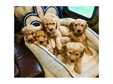 2 F1 mini goldendoodle puppies for sale Lakeland - Puppies for Sale Near Me