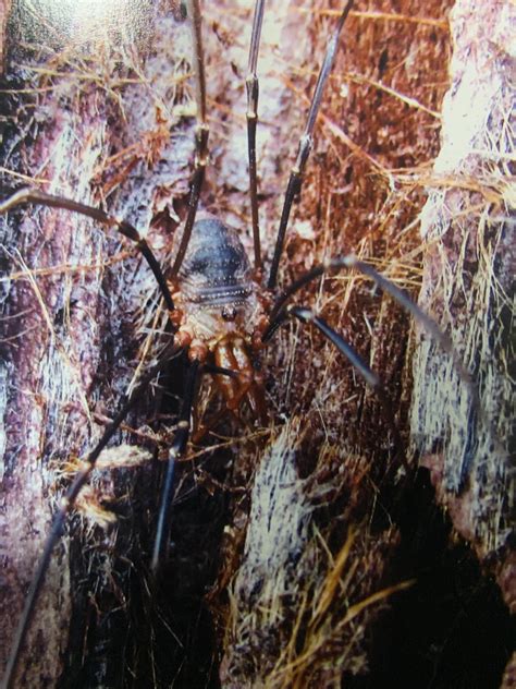 Harvestmen are just so cute! : r/Entomology