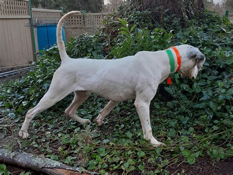 Started English Pointer (Adopted) - Gundogz Rescue