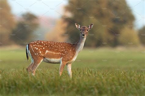 Female fallow deer, dama dama, in | Nature Stock Photos ~ Creative Market