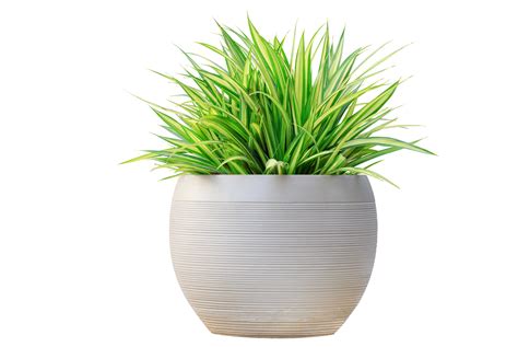 planta de pandanus de grama variada em recipiente de pote contemporâneo redondo branco isolado ...