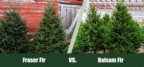 Fraser vs. Balsam Fir: What’s the Difference? (With Pictures) | House Grail