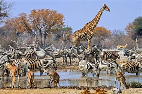 Namibia Photo Safaris, Namibian Photo Safaris, Namibia Safaris