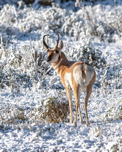 Pronghorn Sheep stock photo. Image of hooves, fauna, wildlife - 64000558