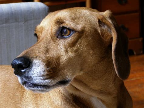 Side profile of dachshund/beagle mix | Terms of Use: Please … | Flickr