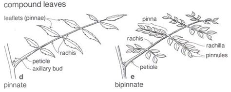 pinna, pinnule compound leaves rachis, rachilla | Fashion design sketchbook, Sketch book, Leaflet