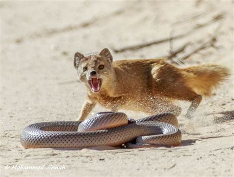 Incredible encounter: Mongoose versus snake - Africa Geographic