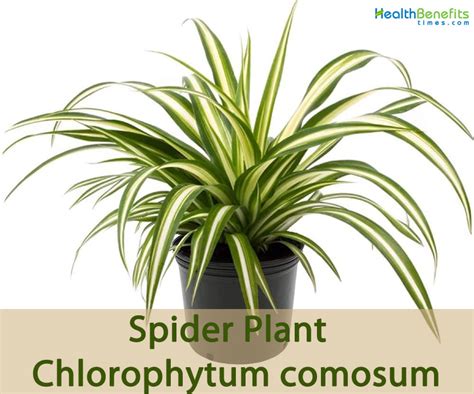 Spider Plant facts and health benefits