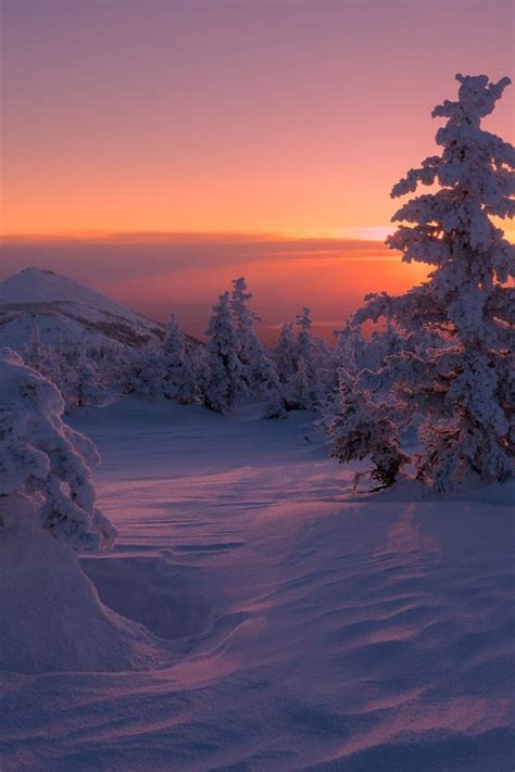 Winter Forest Sunset