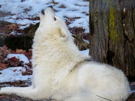 Arctic Wolf Howling in the Snow Stock Image - Image of animal, snow ...